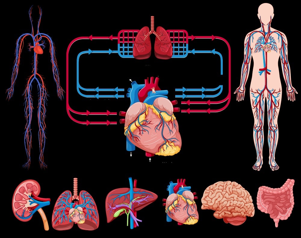 sistemul circulator padma basic